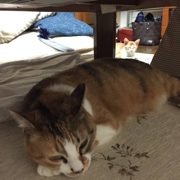 A2a0c2a9 63e9 4c19 84a8 204728244cc6