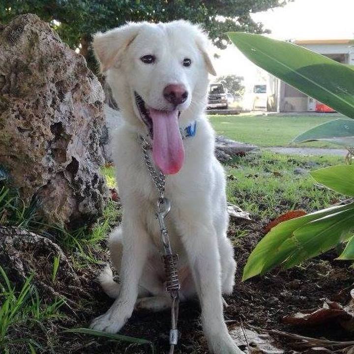 A2a32bed 1445 4737 bafa ad9477c41111