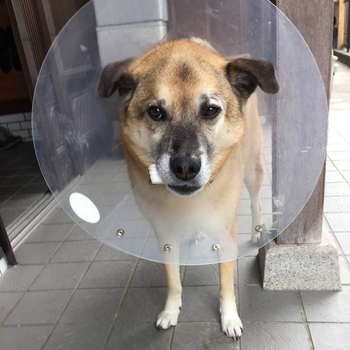 A2a34c8e cc50 4bb4 8871 9bfc0bd9edb8