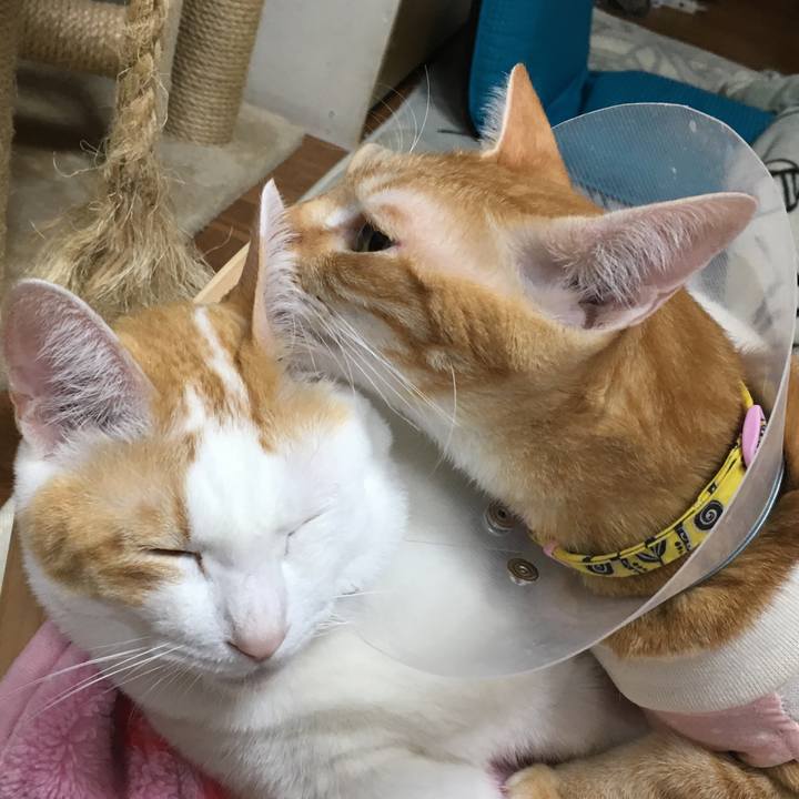 A2a5fd64 6790 4a5c bb70 f0d46edfd5ad