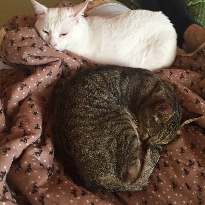 A2a86eee c2c6 46ed 87fa 2ed4c458a814