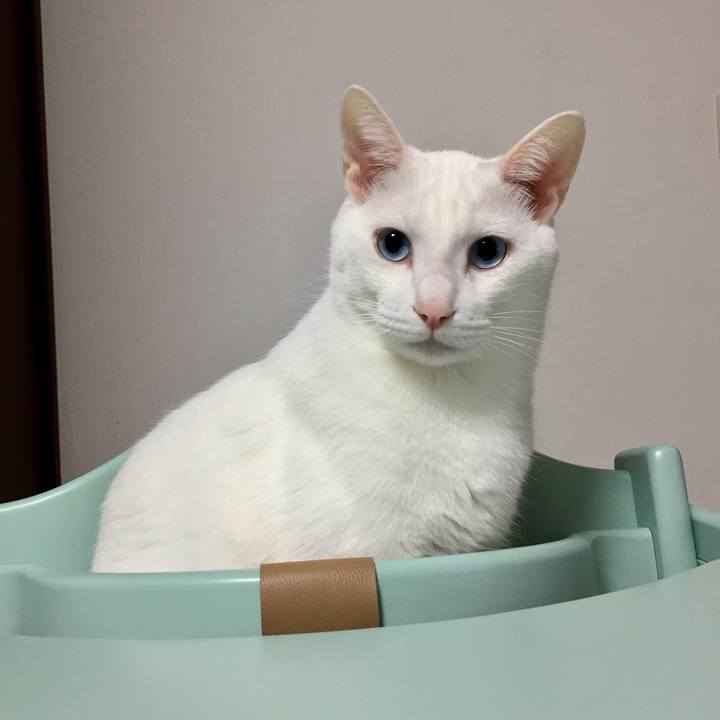 A2ad4a19 2bb3 4dd3 8c01 98e57855e9d3