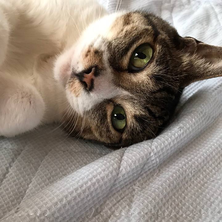 A2ad5e00 7c98 4a4f 9e40 ac76fdf9e6ab