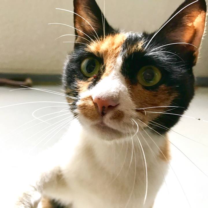 A2ae0c29 fbf2 4e09 9f03 1db708c2b3b1