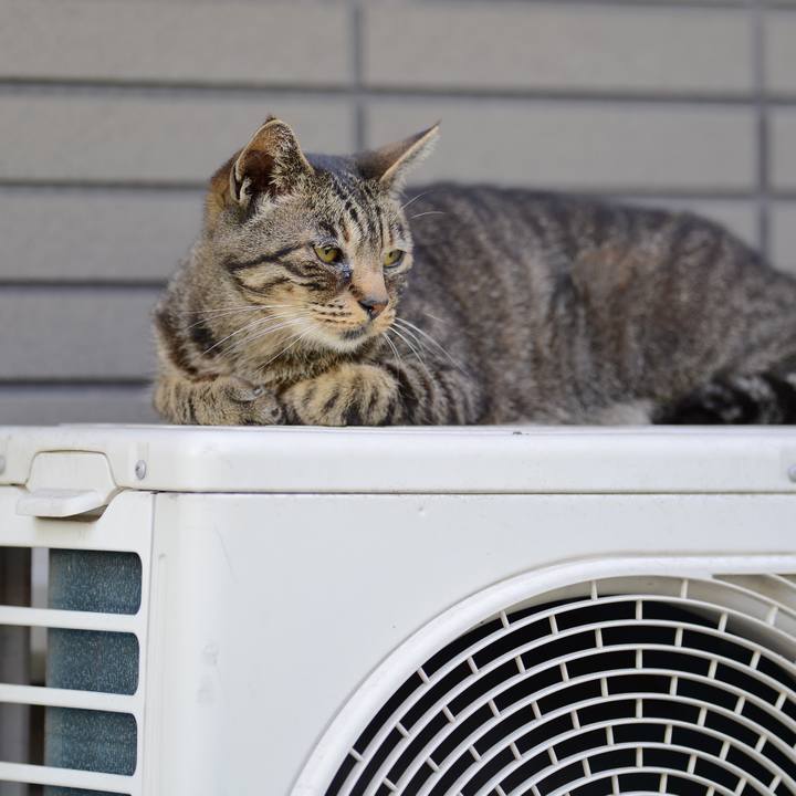 A2b8a70c 019b 44a2 a0d9 0a6aa0871488