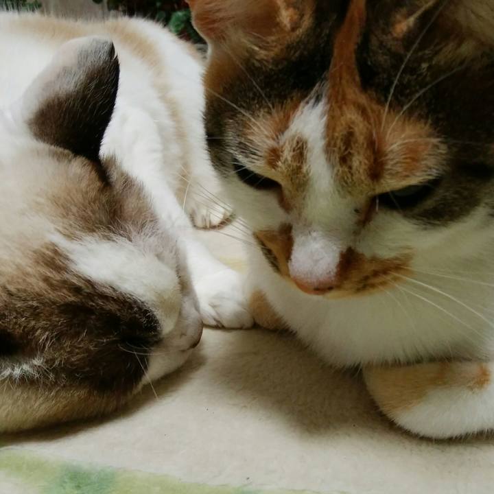 A2c31931 c61b 4aab b2e4 ce380eb2b82e