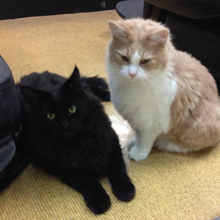 A2c53d06 0117 4ace b0fe 312cf05ba77d