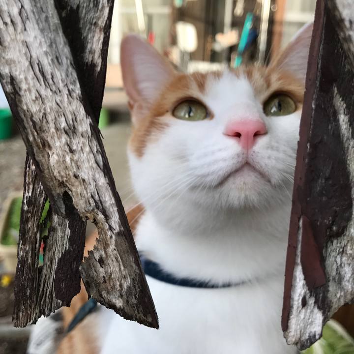 A2d233a5 96d4 4332 95ef 5549d68e6967