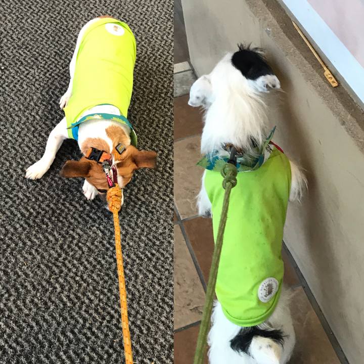 A2d3ee2c e68d 442f 9536 730dfdde94de