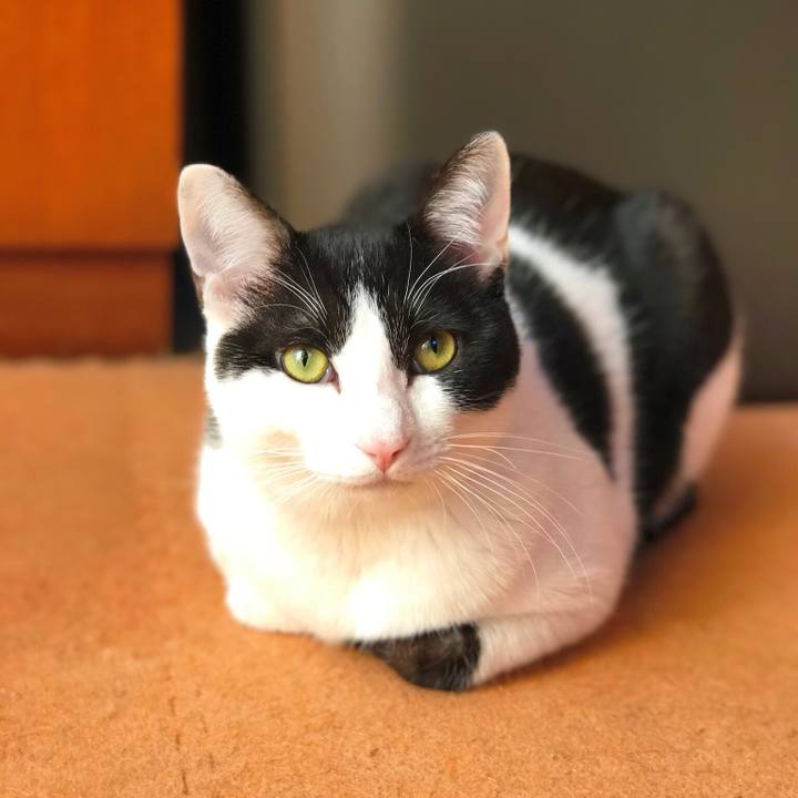 A2df98a1 e550 4709 a032 b028cdf06765