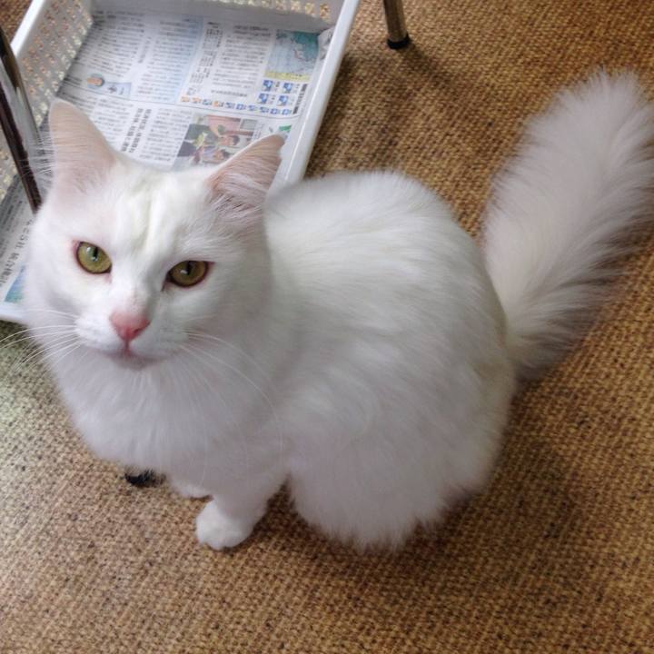 A2e8e44e ddb7 442b a283 02a83aa3d65c