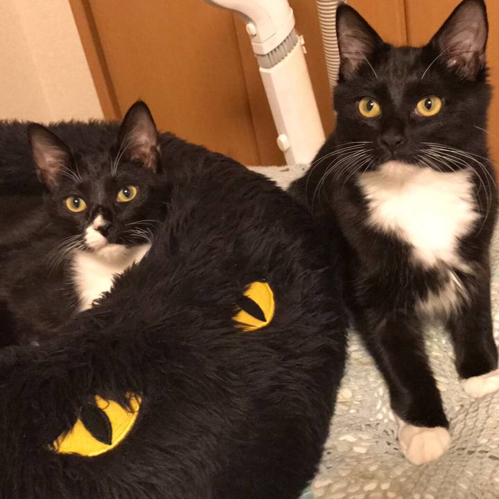 A2ea6ce1 4903 4591 b749 9ec24da4fc36