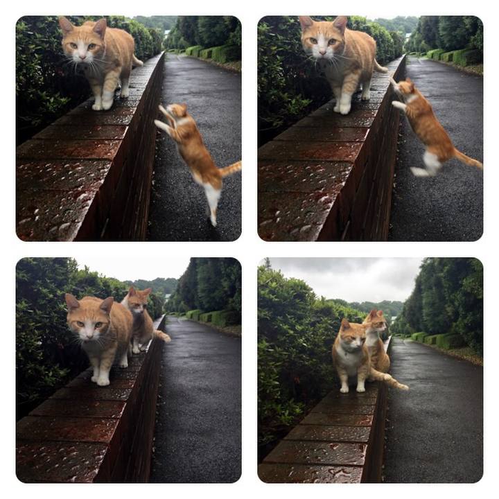 A2edf0a7 66ab 4b16 9724 d78a514644c2