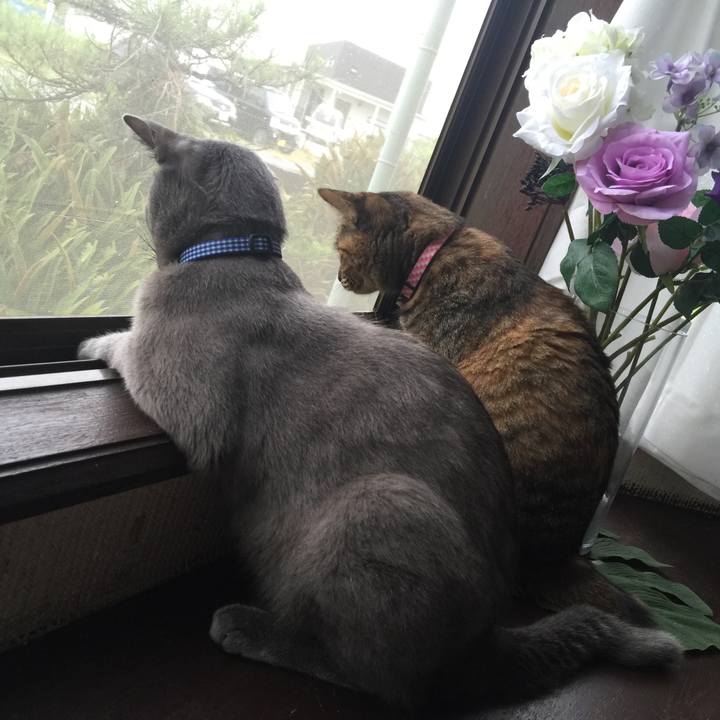 A2ee4a0c 43fd 42c4 a024 027ad7816f73