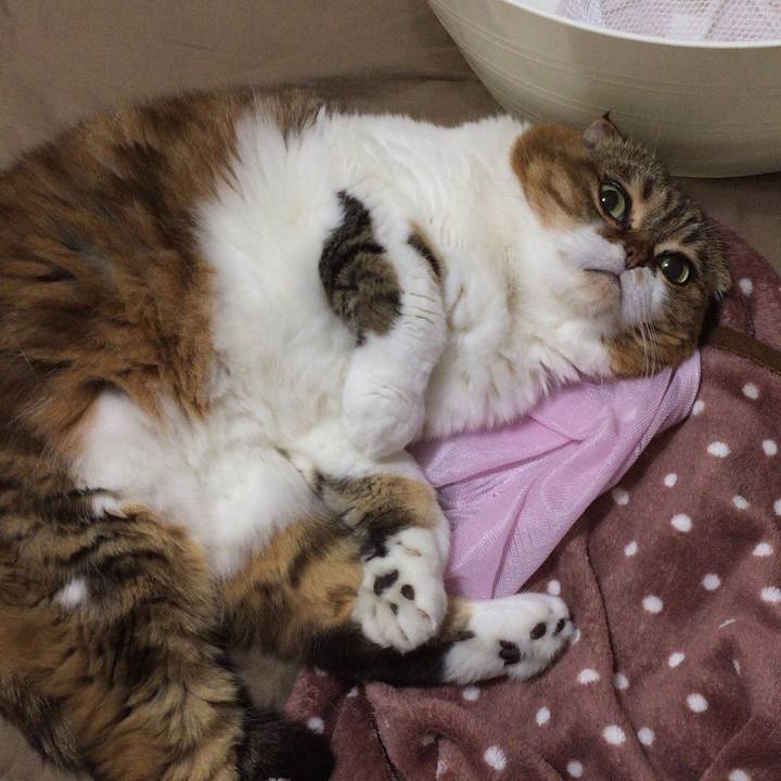 A2f08206 b496 44fe bd5b 1a458887b788