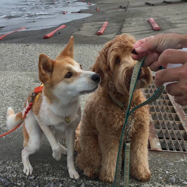 A2f397b9 fde7 4941 a5a7 45c4d5feda81