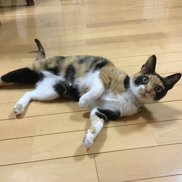 A2fa0058 dd6d 4871 a0e7 329238de7c94