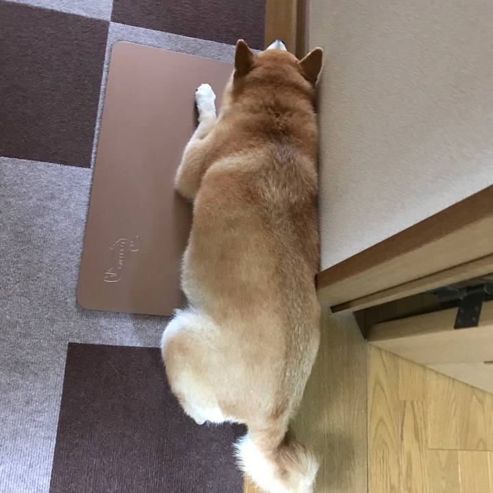 A2fe26be df1b 4405 842f 9832a9fa70a6