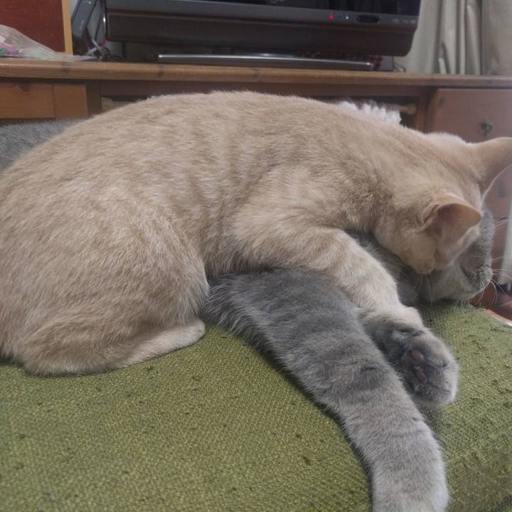 A2fe4602 cfaa 446d b89f da8c45124916