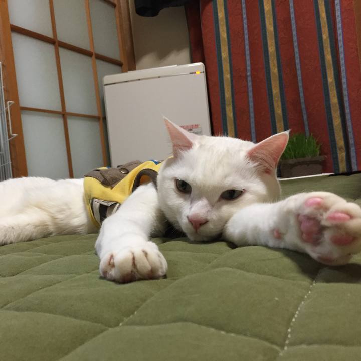 A30cced6 14c5 4296 bee1 11a88a3410a8