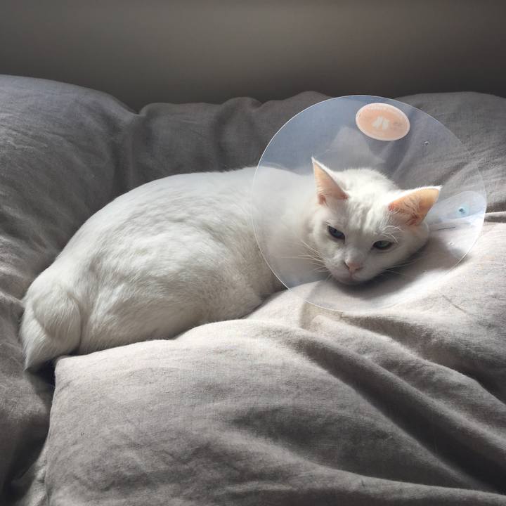 A31b43c1 4482 404c 90c1 252a5a0d0a2d