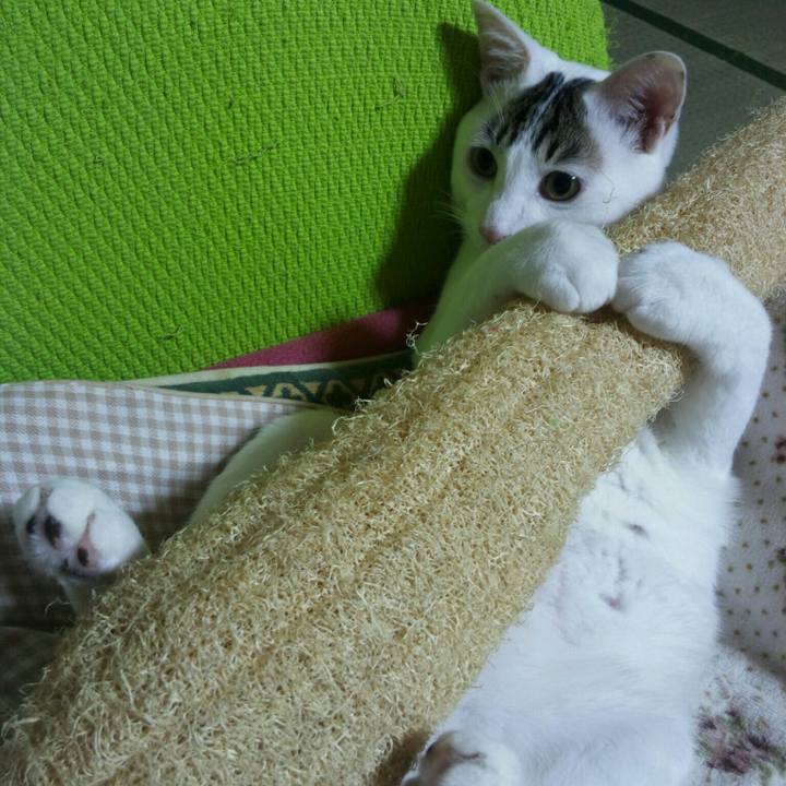 A320e87e 4234 4d0a 8807 f546e1499e53