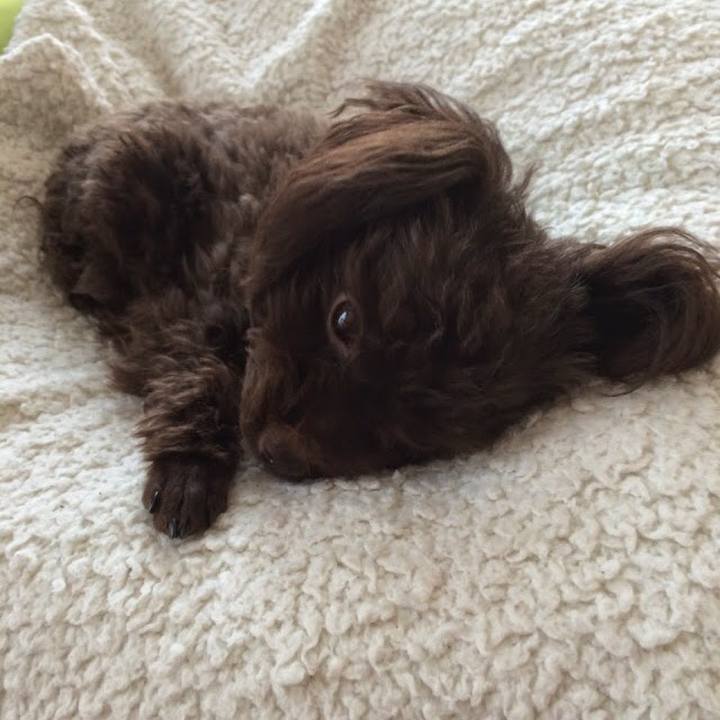 A32b24ba c244 46fb affa ed90da5ef333