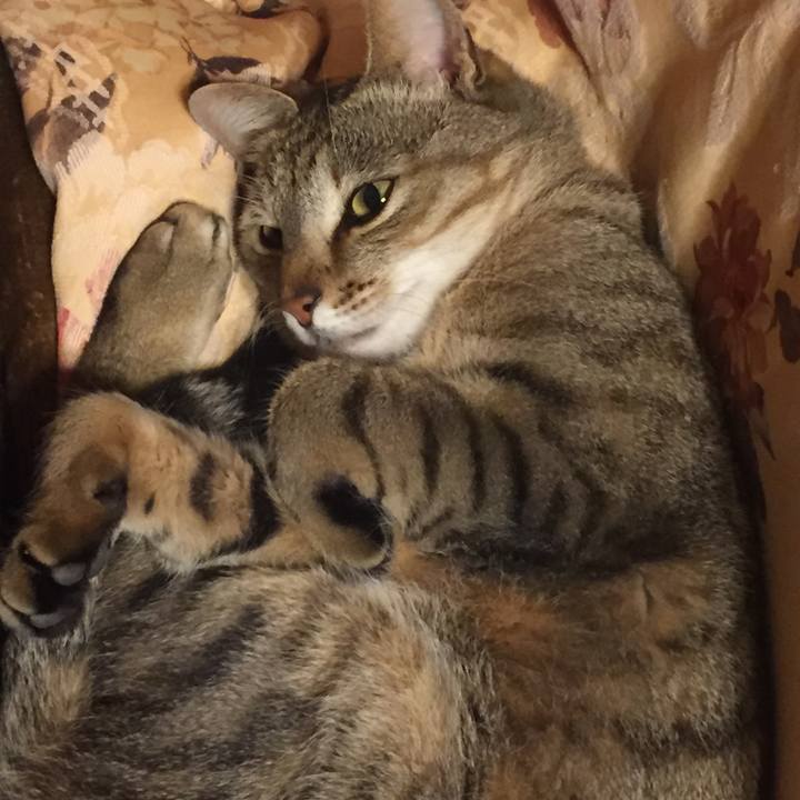 A335e71e 1eb7 4389 9196 3ecb157a904c