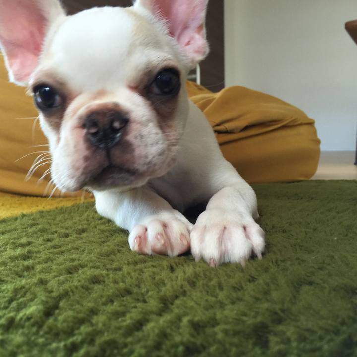 A337f634 f7bb 4370 bcdd 72b6efaf3808