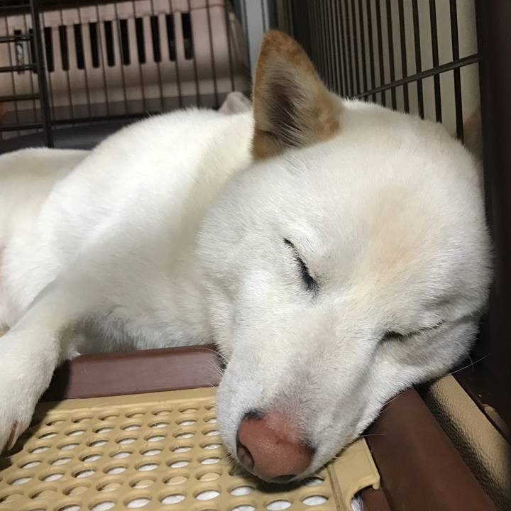 A338ea9e 4297 4b40 9bb2 f70306fc65c1