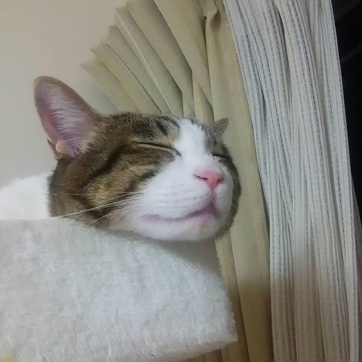 A3394fd1 a29a 4a4b 87c5 7b9add4b807c