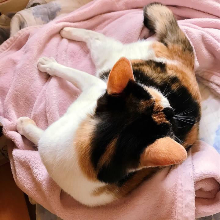 A3399a46 3d85 4fe6 8b04 33c2a0cd1254