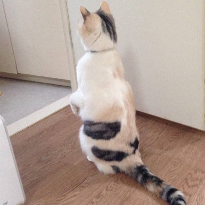 A33bc72c 43f1 4343 9fe5 962892e8290c