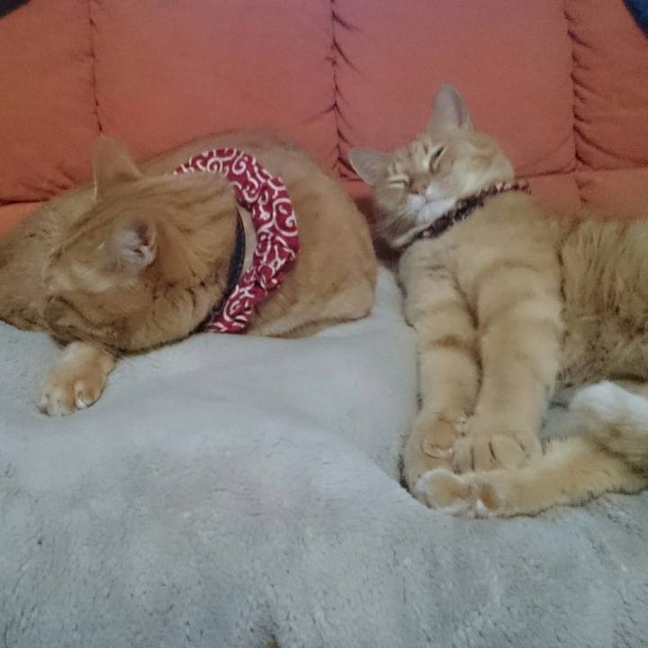 A33d508d 02d6 45fb a0bb 2186b3701096