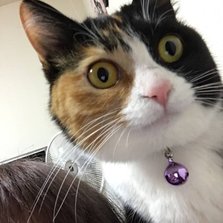 A33f4752 da2a 4a01 90ae 329585c3c958