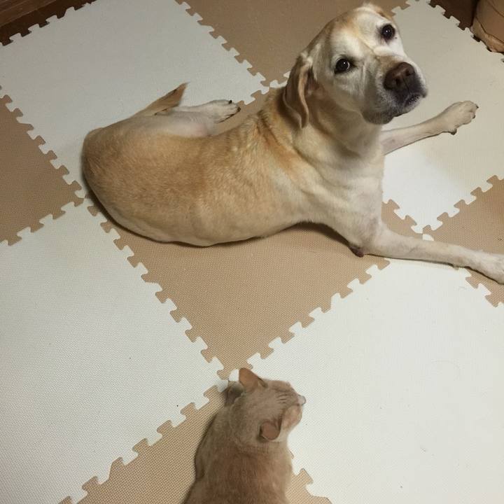 A33f60c3 098b 4155 816a 90206086a552