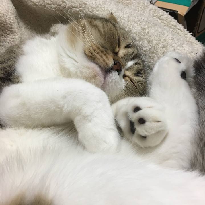 A34d6c5f ceaa 4427 996d 8c3c494d57d4