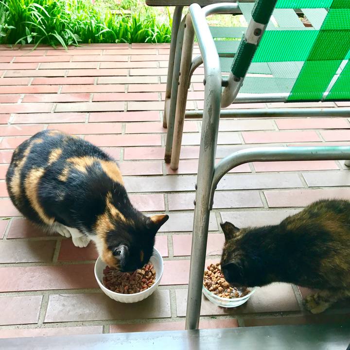 A363a418 cf1f 400b ab86 d086f9a0a9d0