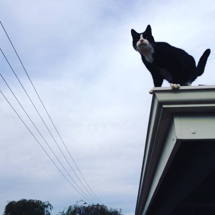 A372ed11 c0ff 4427 9691 c7f77ed38401