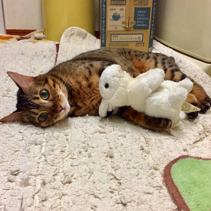 A386c56c cc93 4e77 89ca b4824dd3642d