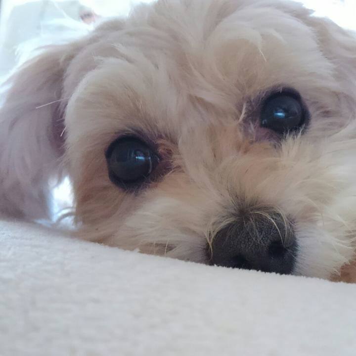 A387b16e 8f16 46ba b8dc bae3bc9c22a0