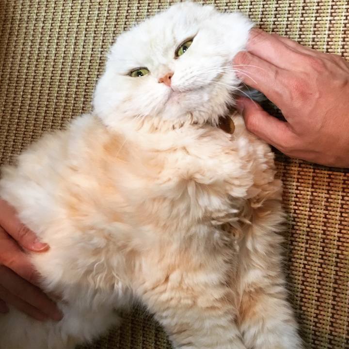 A38a06ab 0683 433c b10b ee9b300d3c48