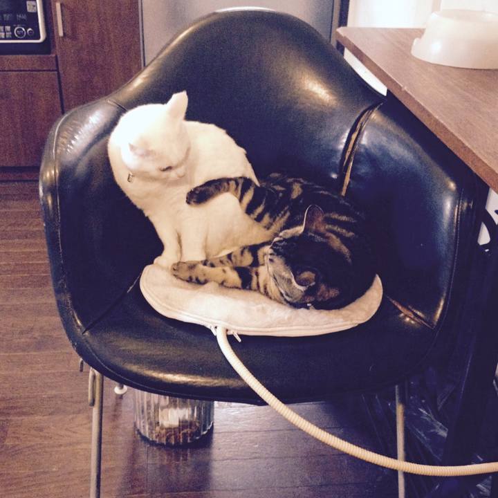 A3a11003 38a5 400a 8fc9 4f34415e83e4