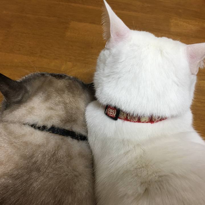 A3a924ea ba78 4f9a b4d9 730ee3791c9e