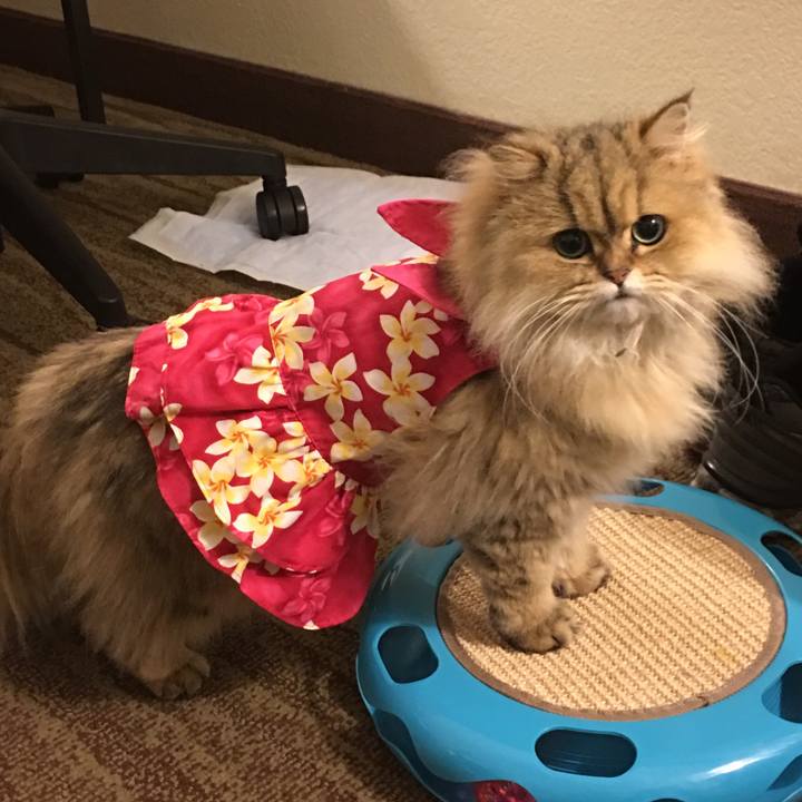 A3b0002a 5962 48e9 a96f a227148f0eca