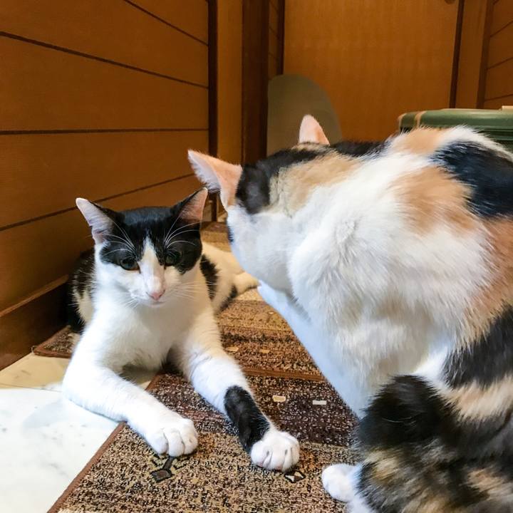 A3b366dd 89d0 47d9 a3f1 83852f8fea46