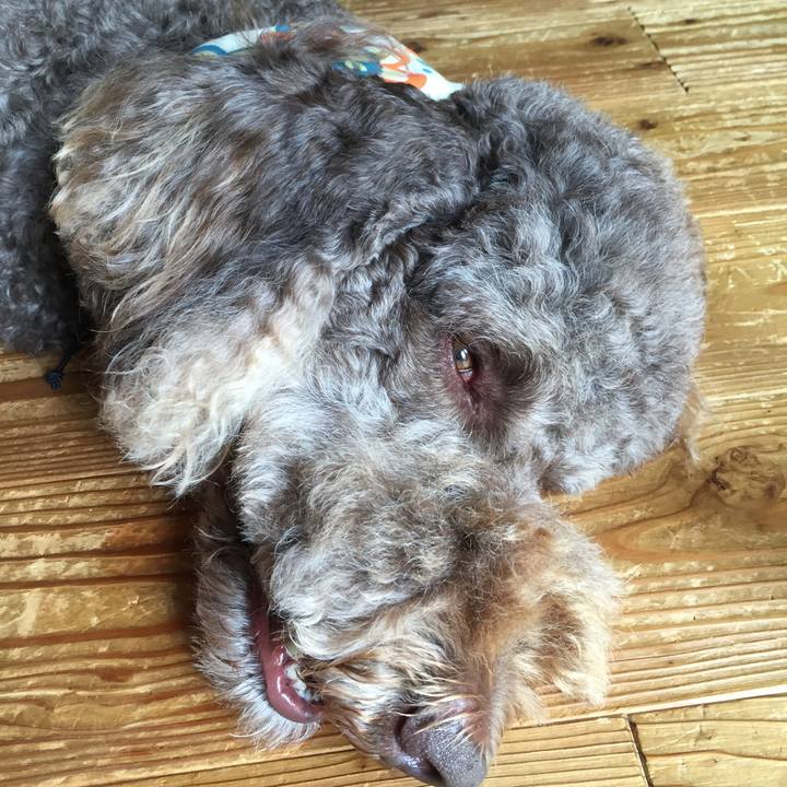 A3b68178 9013 40ee ada6 7a3036c385ba