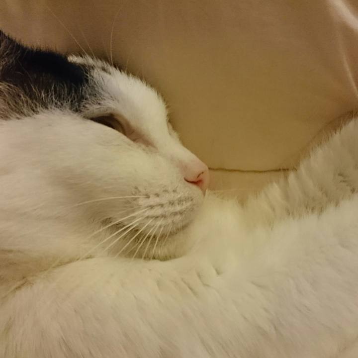 A3bc60da 60e8 4148 9ea9 51aeb8185d6e