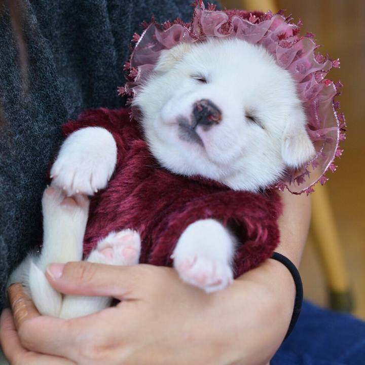 A3cf833e 705f 4e81 809b f9db1a952dd5