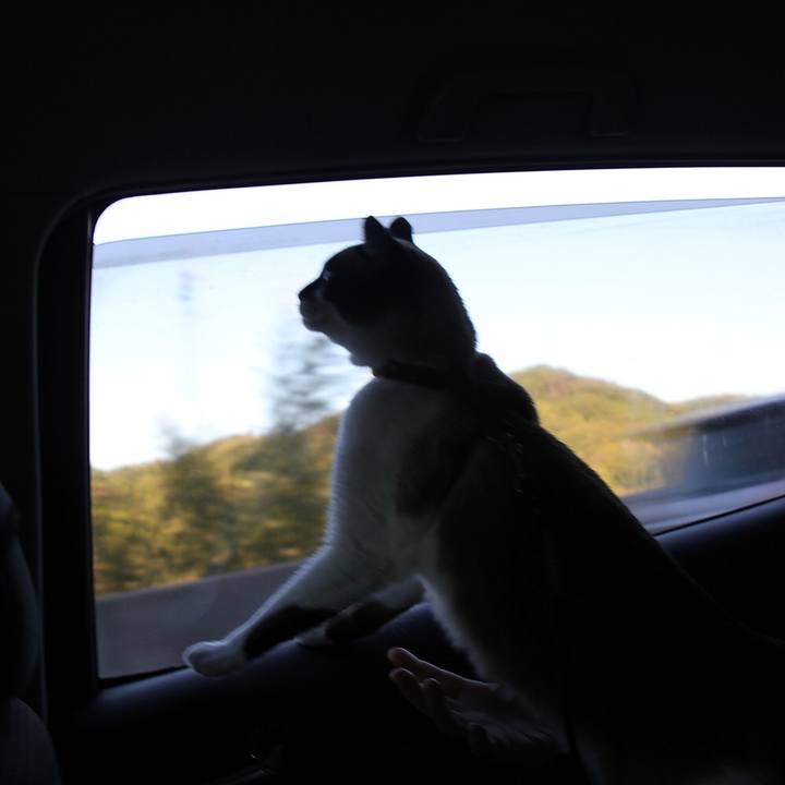 A3d8c81e 4257 45da b931 102e91b51c65